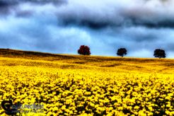 Yellow flower field